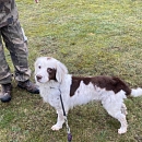 Mulder -verträglicher, anhänglicher Sprengstoffsuchhund in Rente