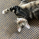 Chaussette - verspielter Jungkater