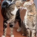 Chaussette - verspielter Jungkater