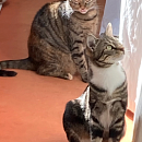 Chaussette - verspielter Jungkater