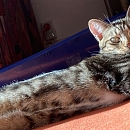 Chaussette - verspielter Jungkater