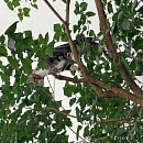 Chaussette - verspielter Jungkater