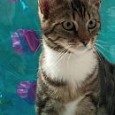 Chaussette - verspielter Jungkater
