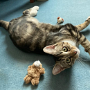 Chaussette - verspielter Jungkater