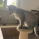 Ella - die gemütliche Schmuserin