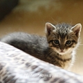 Das neue Vierergespann auf Samtpfötchen - die Babykatzenflut in geballter Ladung