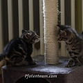 Das neue Vierergespann auf Samtpfötchen - die Babykatzenflut in geballter Ladung