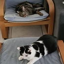 Benjen - sensibler, noch vorsichtiger Jungkater
