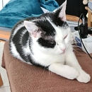 Benjen - sensibler, noch vorsichtiger Jungkater