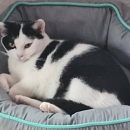 Benjen - sensibler, noch vorsichtiger Jungkater