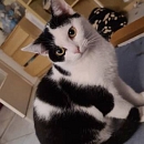 Benjen - sensibler, noch vorsichtiger Jungkater