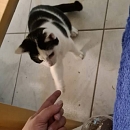 Benjen - sensibler, noch vorsichtiger Jungkater