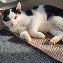 Benjen - sensibler, noch vorsichtiger Jungkater