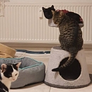 Benjen - sensibler, noch vorsichtiger Jungkater