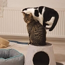 Benjen - sensibler, noch vorsichtiger Jungkater