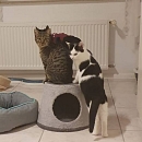 Benjen - sensibler, noch vorsichtiger Jungkater