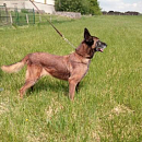 Venus - Sprengstoffspürhund in Rente