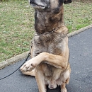 Ted - berenteter Sprengstoffsuchhund