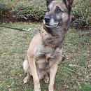 Ted - berenteter Sprengstoffsuchhund