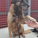 Ted - berenteter Sprengstoffsuchhund