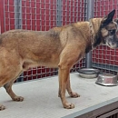 Ted - berenteter Sprengstoffsuchhund