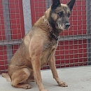 Ted - berenteter Sprengstoffsuchhund