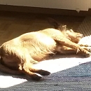 Loki - sucht Logenplatz als Einzelprinz