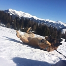 Farok du Lion d'Artois