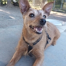 Loki - sucht Logenplatz als Einzelprinz