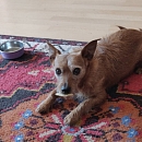 Loki - sucht Logenplatz als Einzelprinz