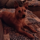 Loki - sucht Logenplatz als Einzelprinz