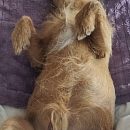 Loki - sucht Logenplatz als Einzelprinz