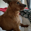 Loki - sucht Logenplatz als Einzelprinz