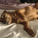 Loki - sucht Logenplatz als Einzelprinz