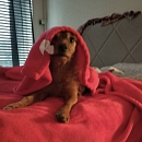 Loki - sucht Logenplatz als Einzelprinz