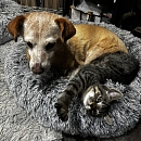 Mister D - Hundeversteher