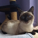  Lisa - sucht Einzelplatz