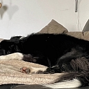 Pudsey das Goldstück
