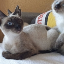  Lisa - sucht Einzelplatz