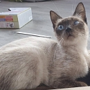  Lisa - sucht Einzelplatz