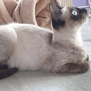  Lisa - sucht Einzelplatz