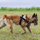 Dacota (Sprengstoffsuchhund)