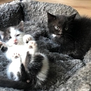  Tom und Jerry