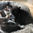  Tom und Jerry