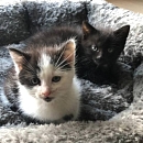  Tom und Jerry