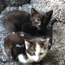  Tom und Jerry