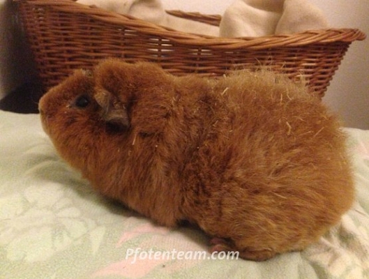 Schwein gehabt! Vier Meerschweinchen gerettet!