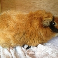 Schwein gehabt! Vier Meerschweinchen gerettet!