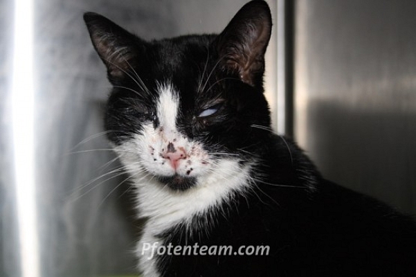 Zeugen gesucht/ Témoins cherchés! Kater Whiskey angeschossen in F-Rosenau / Chat touché par un coup de fusil à Rosenau (F)