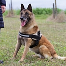 Dacota (Sprengstoffsuchhund)